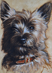cairn-terrier