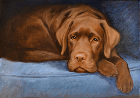 chocolate-labrador