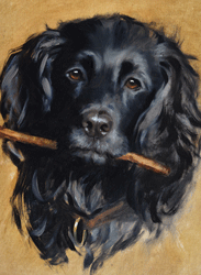cocker-spaniel