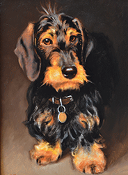 dachshund