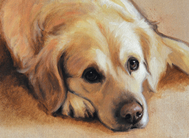 golden-retriever