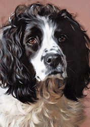 springer-spaniel